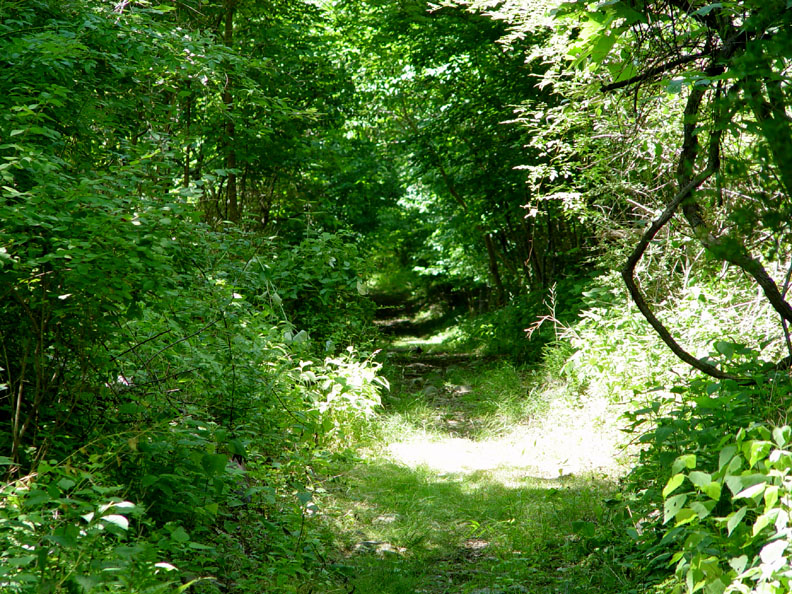 Wooded path